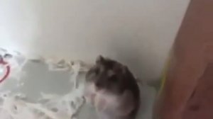 Хомяк от испуга притворяется мертвым.