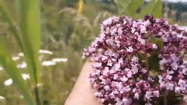 Ромашки, розы, васильки