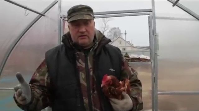 Лечение  закупорки зоба у кур-несушек в домашних условиях.