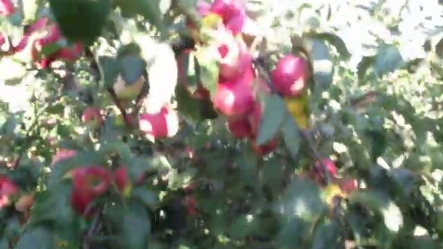 Яблоня Заветное смотреть онлайн