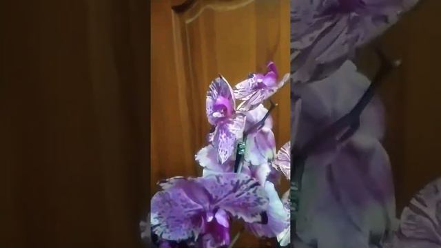 Фаленопсис Тиара Tiara