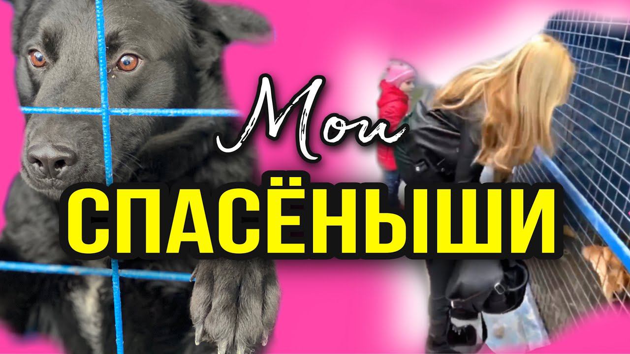 Навестила спасённых животных в зоогостинице | Кошки и собаки «детдомовцы» | До слёз