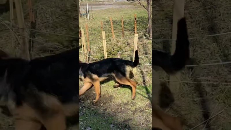 Немецкие овчарки бегают по кругу #немецкаяовчарка #собаки #dog #germanshepherd