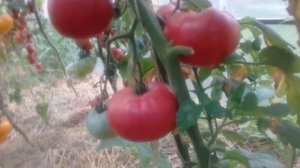 Обзор томатов Японский краб и Розовый Лев