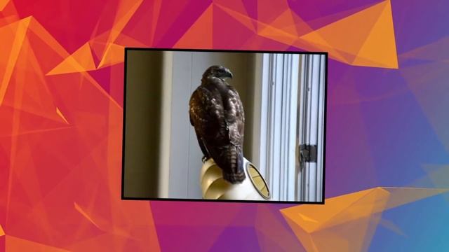 10 Самых Необычных Вещей, Которые Люди Нашли у Себя Дома