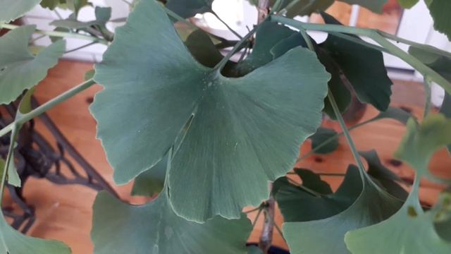 Гинкго билоба. Выращивание в домашних условиях смотреть онлайн