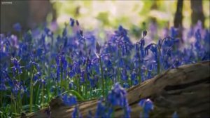 Рош ашана. Самый гуманный суд в мире? Рав Ашер Кушнир