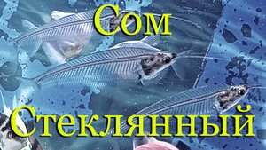 Сомик стеклянный индийский: содержание, уход, половые отличия, разведение, видео обзор