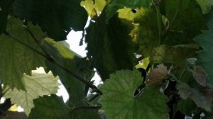 Виноград черный сладкий сорт и полезный