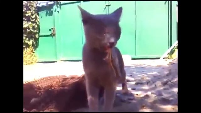 Ящерица схватила кошку за язык смотреть онлайн