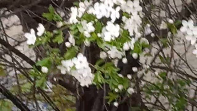 Вишнёвое дерево цветёт! смотреть онлайн