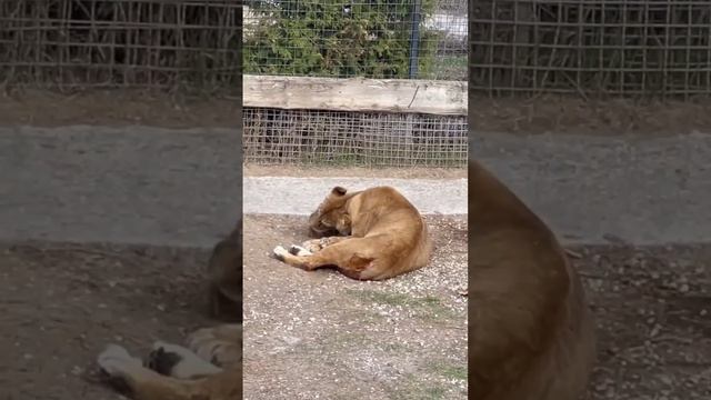 Из ПАСТИ в ПАСТЬ! ДИКАРИ в ГОСТЯХ у животных в парке ТАЙГАН! смотреть онлайн