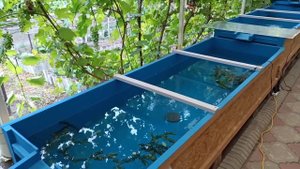 Обзорчик.Прудик, бассейны для мальков золотых рыбок.#прудсвоимируками #золотыерыбки #золотовпруду