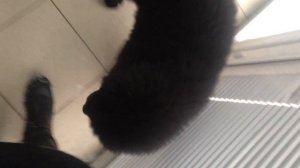 ЩЕНОК НЬЮФАУНДЛЕНДА НАШКОДИЛ