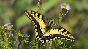 Махаон (Papilio machaon) - Swallowtail