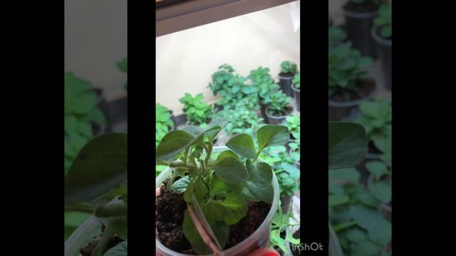 Что делать ? Переросла рассада ампельной петунии . смотреть онлайн