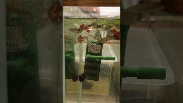 ГРИНДАЛЬ.производящий контейнер. смотреть онлайн