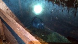 Хороший способ кормление свиней!!