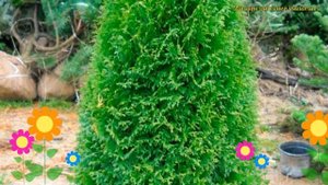 Туя западная Грин Эгг. Краткий обзор, описание характеристик thuja occidentalis Green Egg