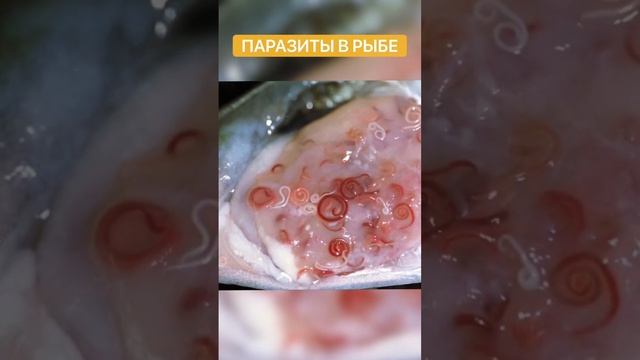 Ужасные паразиты в рыбе??