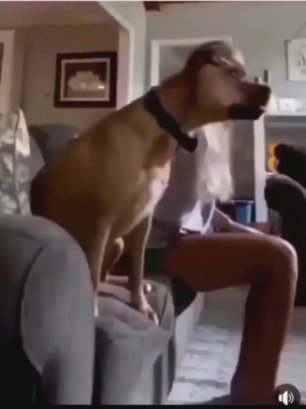 Короткие прикольные видео про собак