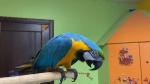 Попугай ара и каик