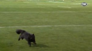 Кот выбежал на поле во время матча по регби