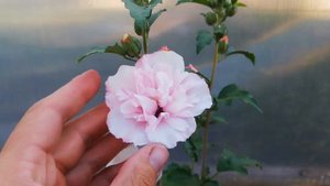 Гибискус сирийский Lady Stenley Леди Стенлей