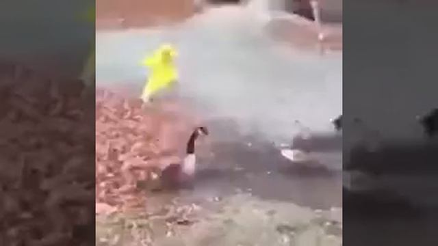 Утка гопник!!!!!!!!!!!!!!!!!! смотреть онлайн