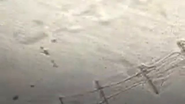 Ctenophore anatomy (Statolith)1239 смотреть онлайн