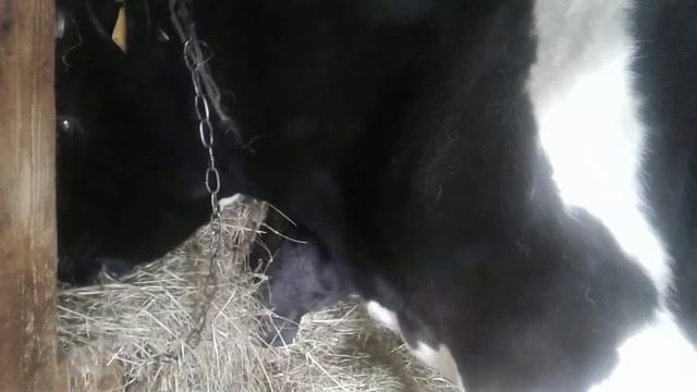 Режим кормления и доения моих коров!