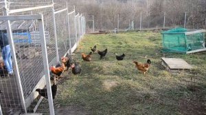 КУРЫ несушки. Чем кормить кур. Наши условия для содержания кур