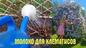 ГОТОВЛЮ МОЛОКО ДЛЯ КЛЕМАТИСОВ! Чем КОРМЛЮ и как ОБРЕЗАЮ клематисы весной