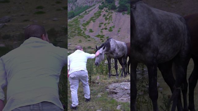 🐴 Кавказские Лошади #кавказ #природа #лошади