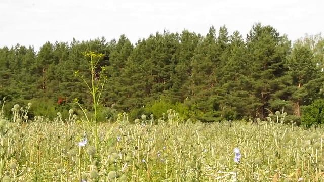 Посевы медоносов пчеловода односельчанина смотреть онлайн