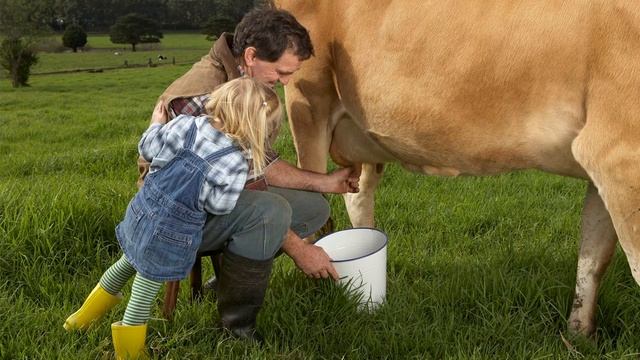 Зачем быкам вставляют кольцо в нос, и почему корову нельзя не доить смотреть онлайн