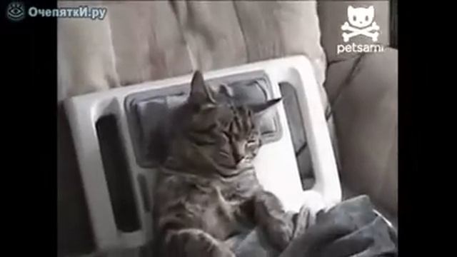 Кошка снимает стресс [Cat relieves stress] смотреть онлайн