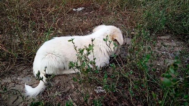 Бездомная собака родила щенят смотреть онлайн