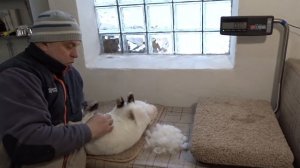 Крольчиха не нарвала пуха в гнездо