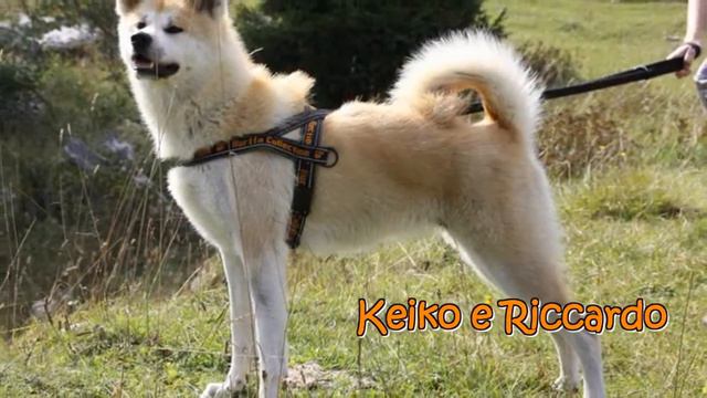Buon Natale 2011 forum Amici Degli Akita.wmv смотреть онлайн