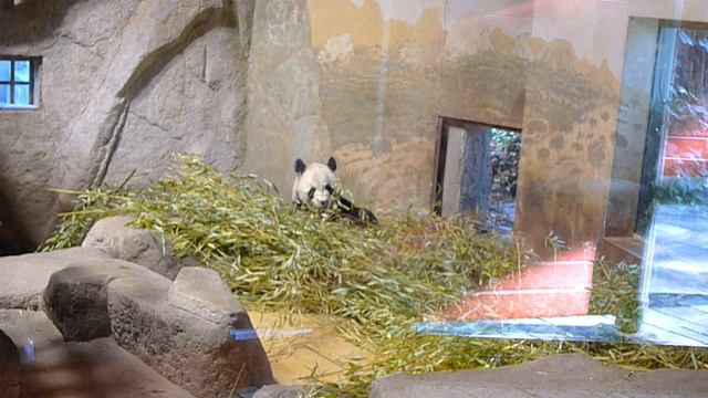 Китайская Панда гуляет в Мадриде смотреть онлайн