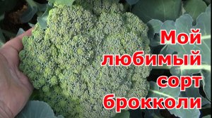 Мой любимый сорт капусты брокколи, его опять посею на следующий год. Брокколи Маратон F1 (Sakata).