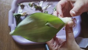 Распаковка посылки с семенами и растениями. Детки сансевиерий, гастерия, гастералоэ, эуфорбия и др.