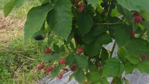 Дегустация ягоды ежевики, сорт Рушай!!!