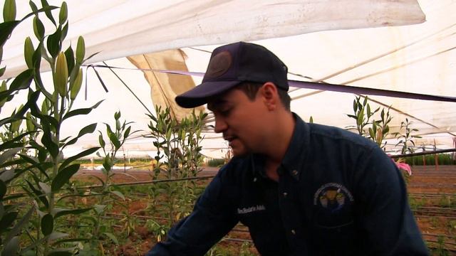 Lilis, flores ornamentales смотреть онлайн