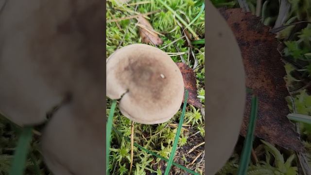 Млечник серо-розовый . Lactarius helvus.