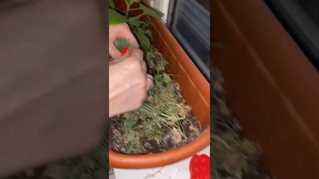 Паста со шпинатом и форелью в сливочном соусе . Повар против Домохозяйки