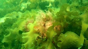 Противопоказания Морской капусты.