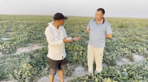 Қарбыз Мадрид F1 / Арбуз Мадрид F1 / Watermelon Madrid F1