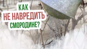 Как обработать смородину кипятком? Борьба с вредителями смородины кипятком